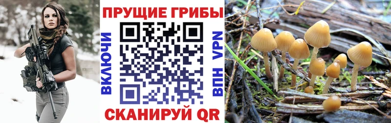 Галлюциногенные грибы Psilocybe  купить наркотик  Орлов 